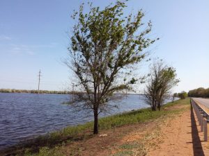 Стало известно, когда в Астраханской области будет пик паводка