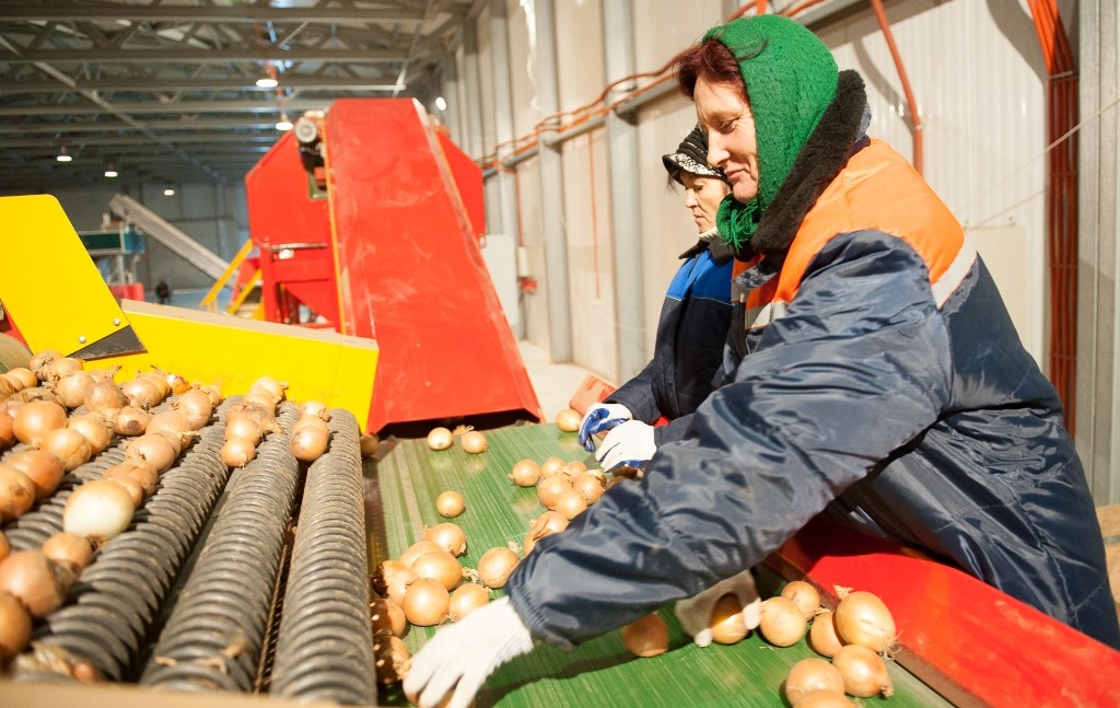 Астраханские фермеры запасают лук, чтобы дороже продать его зимой