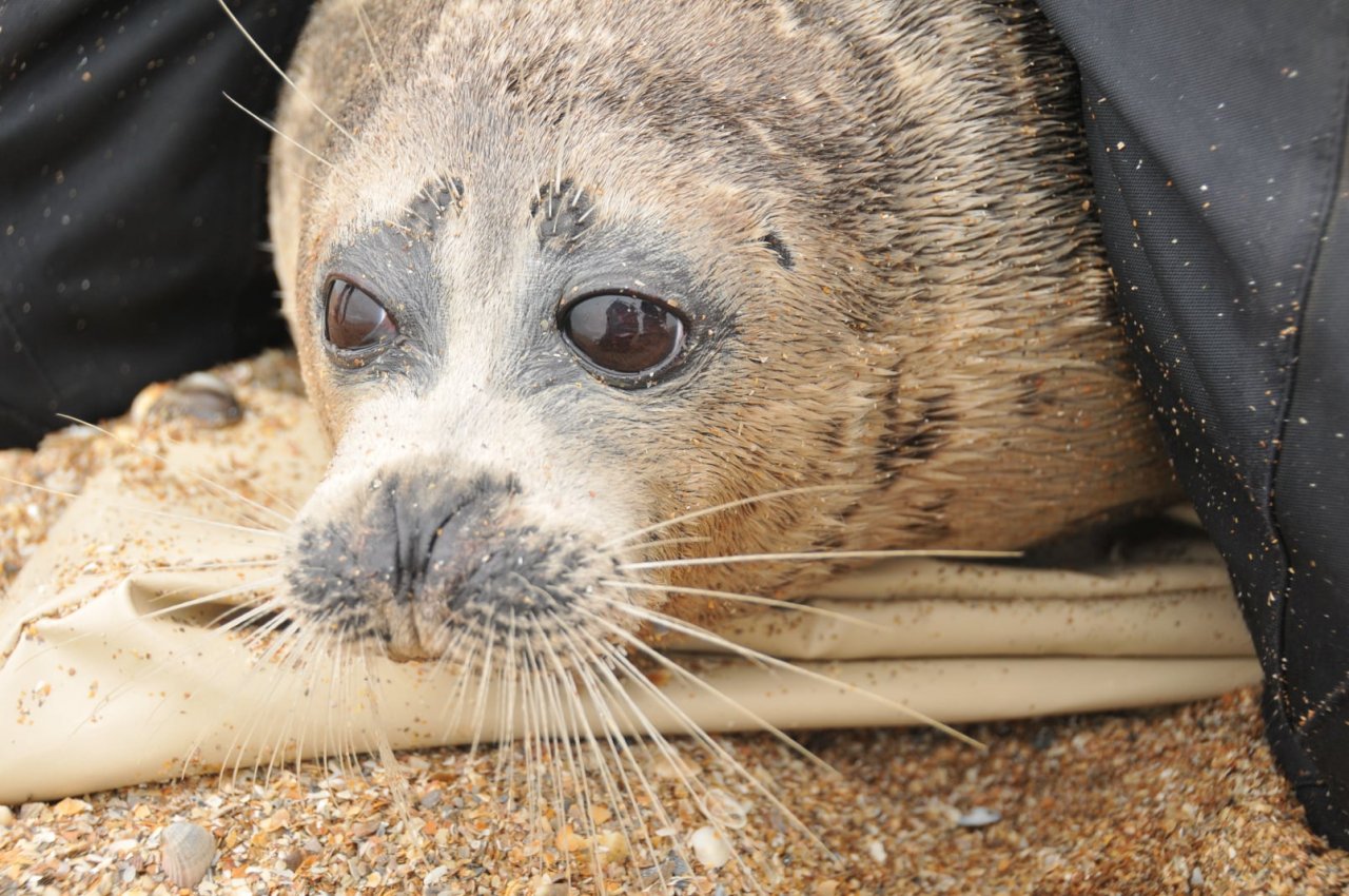 Астраханский остров с тюленями получил международный статус