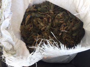 Под Астраханью спасли тысячи перепуганных раков, которые попали в беду