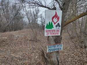 Под Астраханью незаконно передали в аренду земли лесного фонда