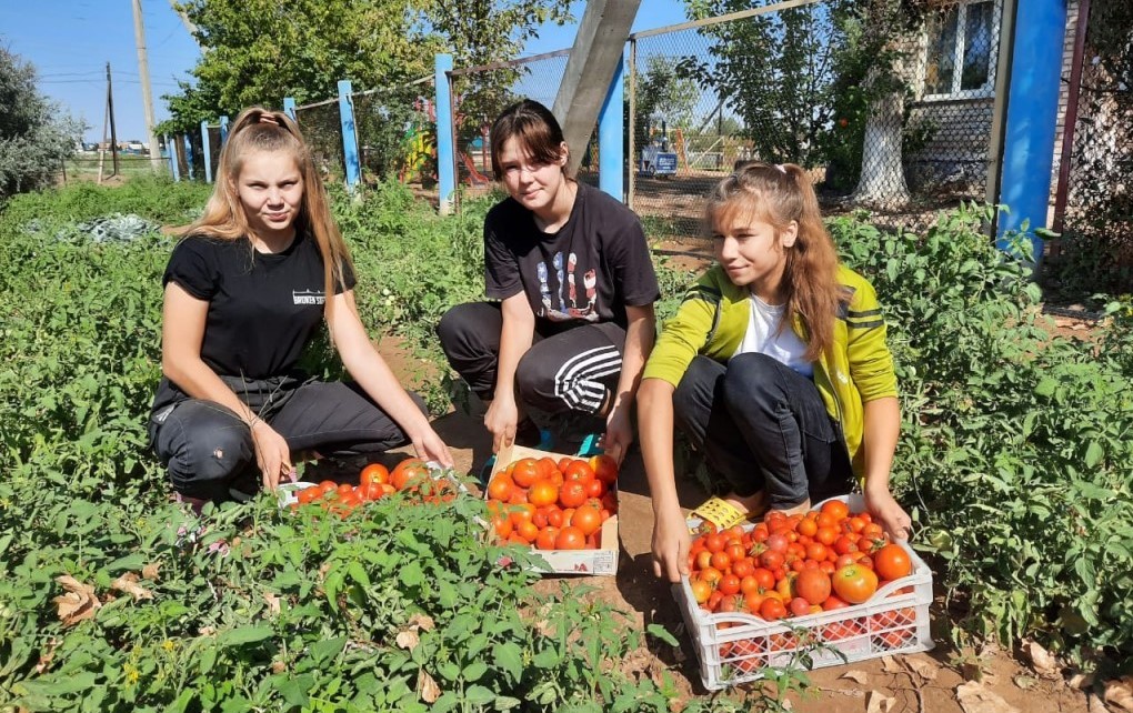 Астраханских школьников хотят привлечь к сбору овощей