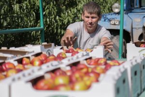 В Астраханской области теперь выращивают белорусские яблоки