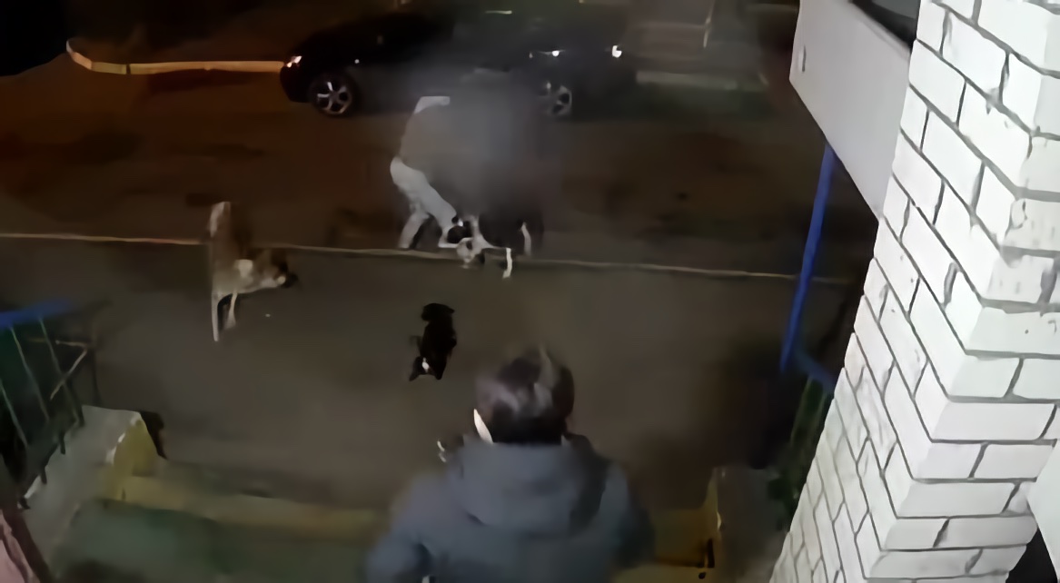 В Астрахани молодые люди жестоко убили собаку дубинкой