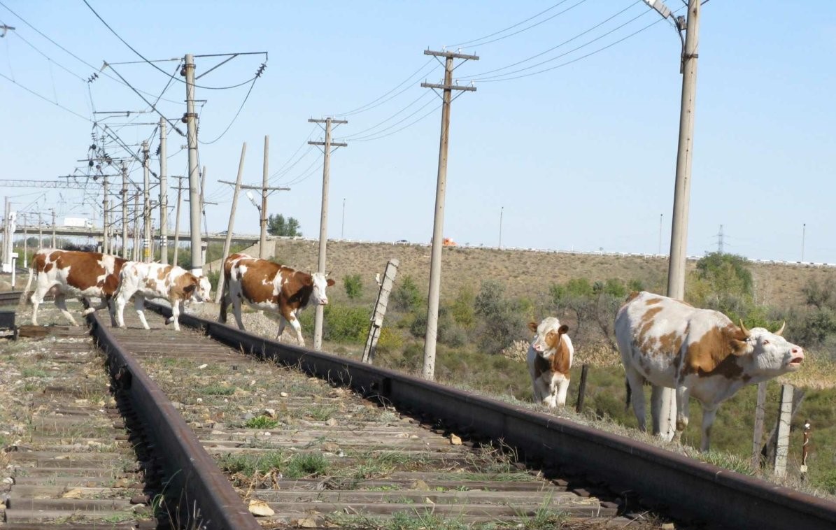 Поезда в Астраханской области 107 раз сталкивались с гуляющим скотом
