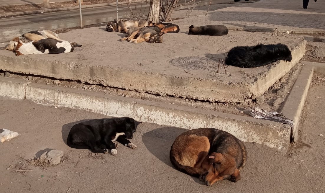 Астраханцы не могут дозвониться на горячую линию по нападениям собак