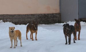 Собаки до смерти загрызли мужчину под Астраханью