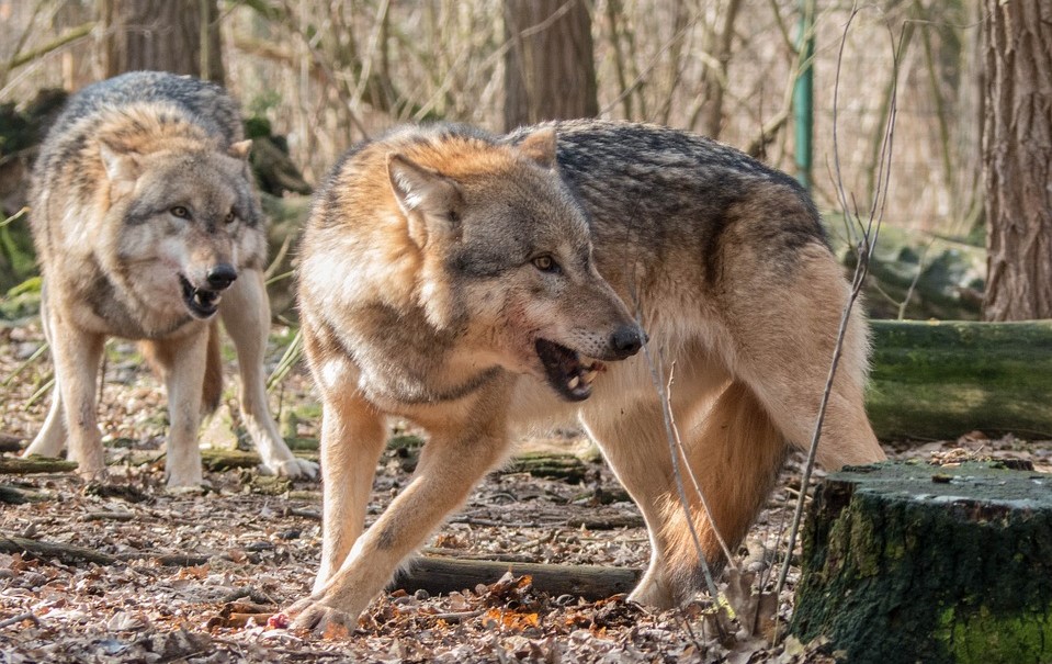 В Астраханской области появились волко-собачьи стаи