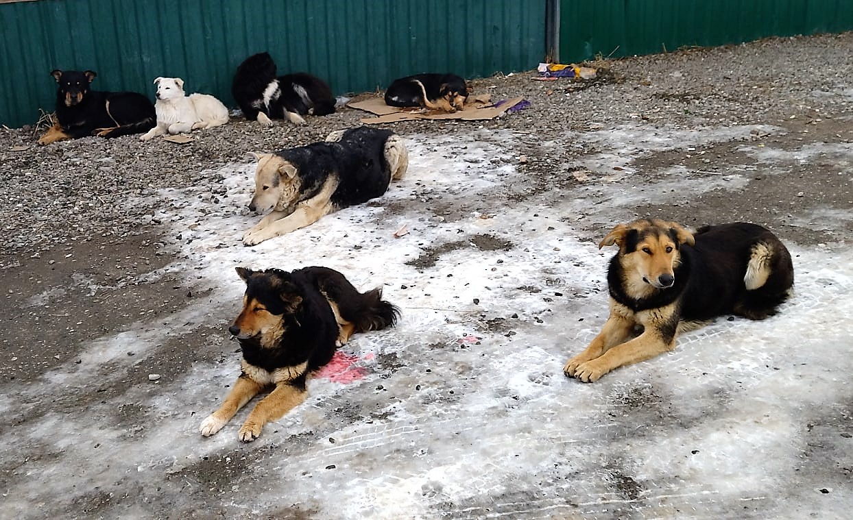 В Астрахани хотят создать горячую линию для звонков о собаках