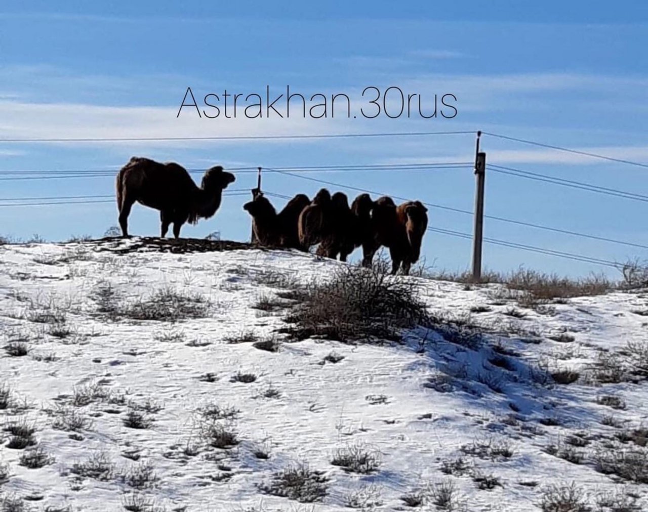 Под Астраханью засняли стадо верблюдов на снегу