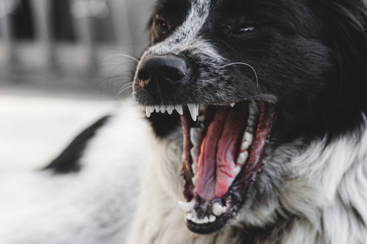 Астраханцы массово скупают отпугиватели собак