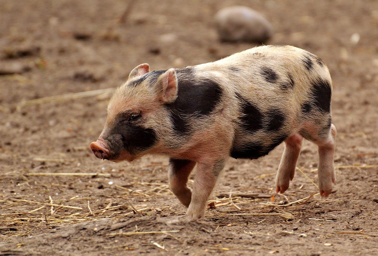 В Астраханской области избавляются от свиней и кур