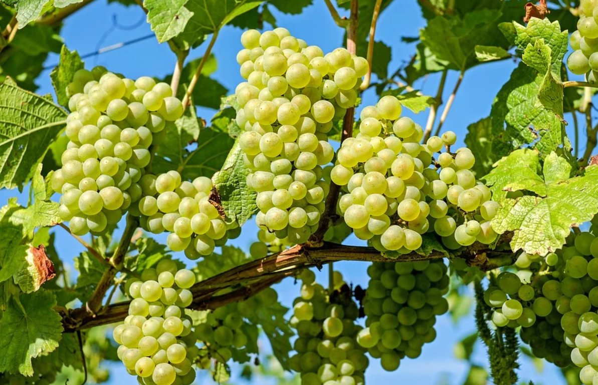В Астраханской области могут возродить виноградарство