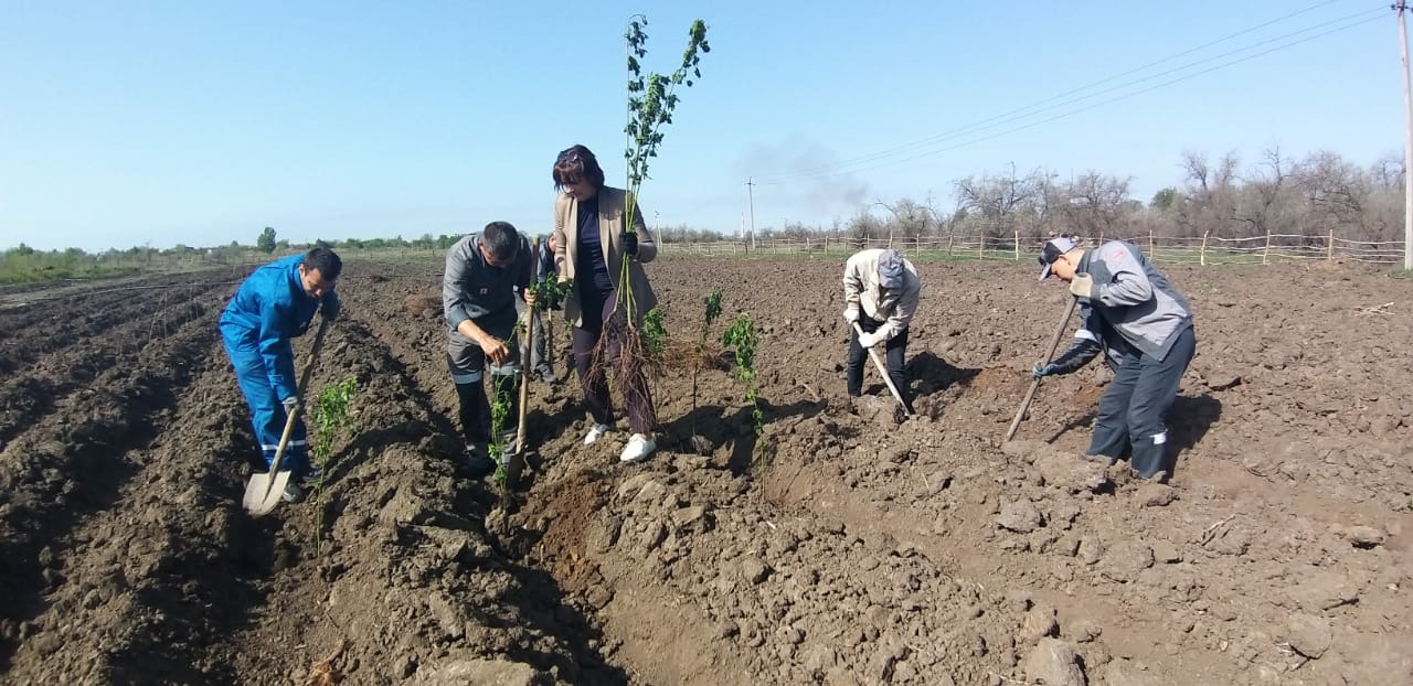 Сотрудники Приволжской магистрали высадили 1,5 тыс. деревьев в Астрахани