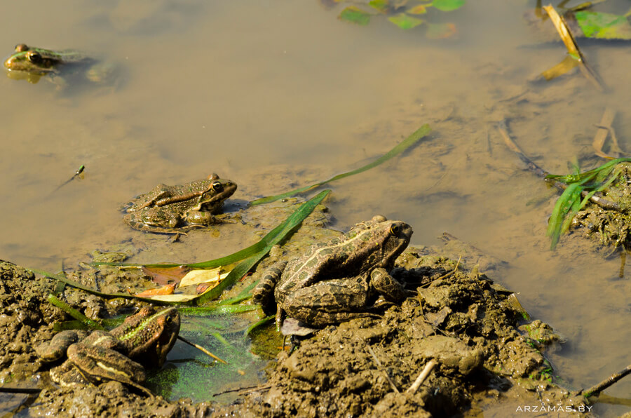 Первых озерных лягушек заметили в Астраханской области