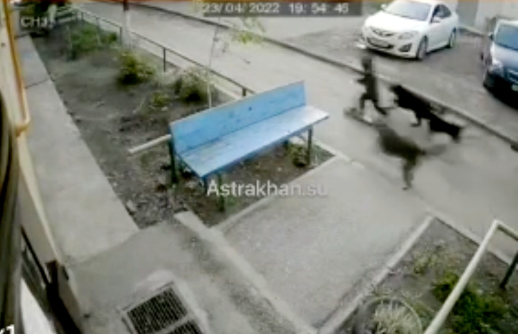 В Астрахани стая бродячих собак напала на ребенка