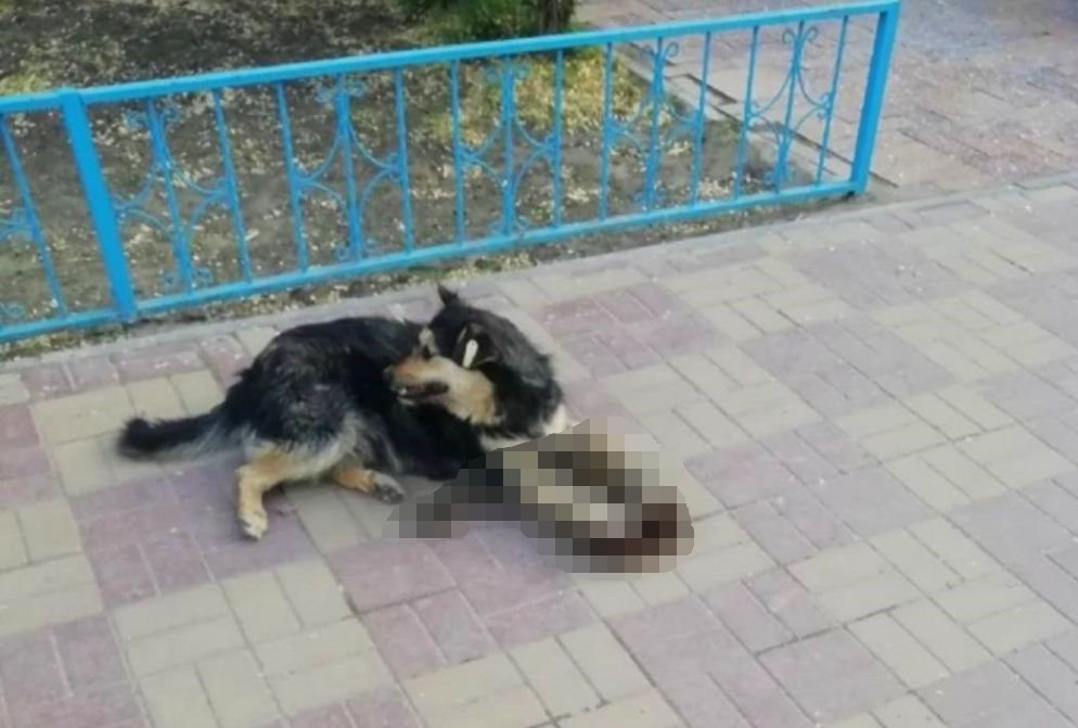 Бродячая собака доедала кота на тротуаре в Астрахани