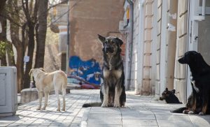 В Астраханской области официально насчитали 40 тысяч бродячих собак