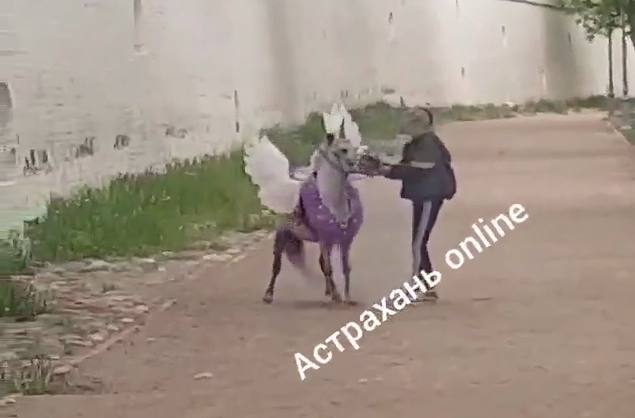 В Астрахани на видео сняли, как бьют пони