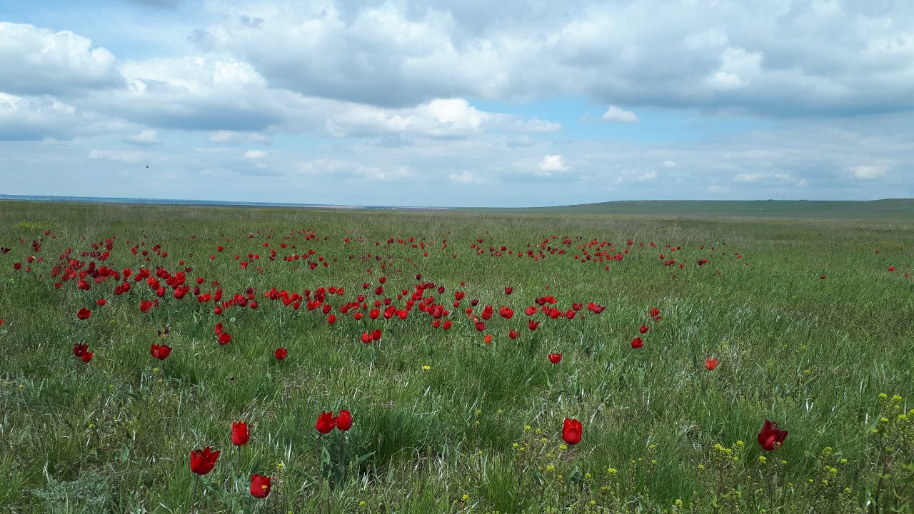 «Фестиваль тюльпанов» в Калмыкии собрал гостей из 74 регионов России