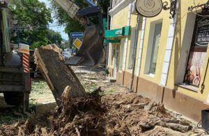 На улице Кирова начали сносить деревья