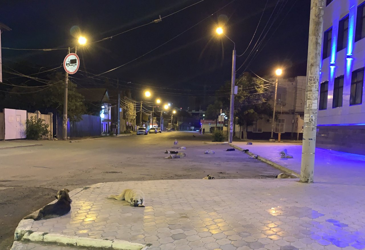 Гостью Астрахани шокировали 16 лежавших собак на одной улице