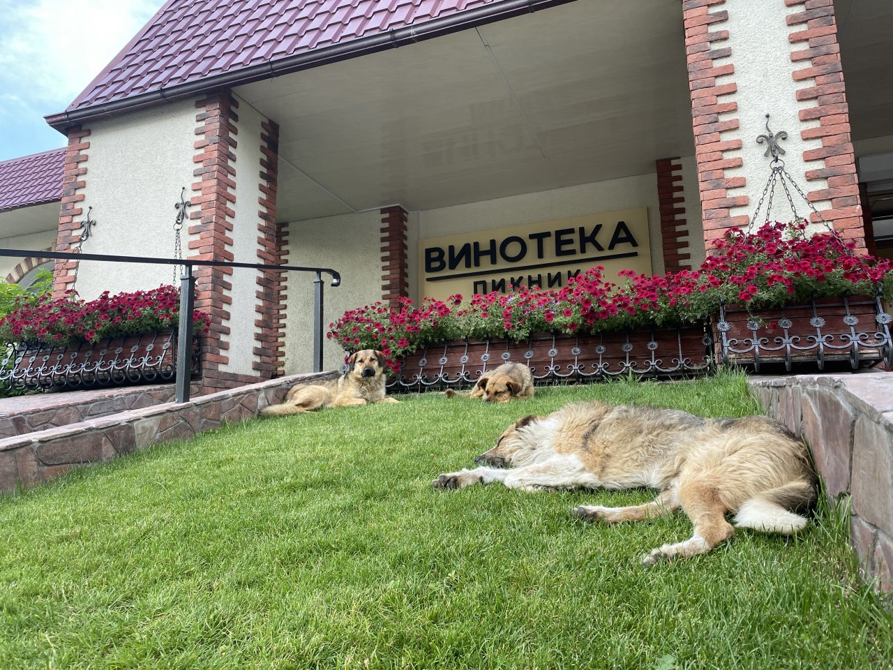 Всех бродячих собак в Астрахани официально пересчитали
