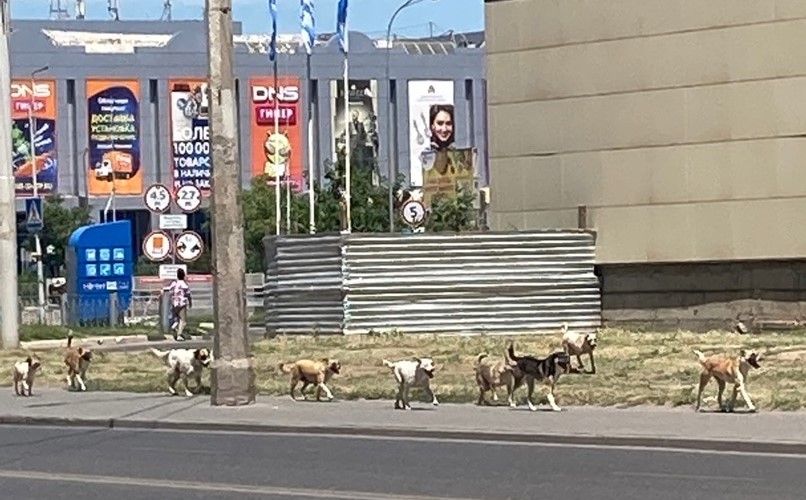 По Астрахани разгуливают табуны бродячих собак