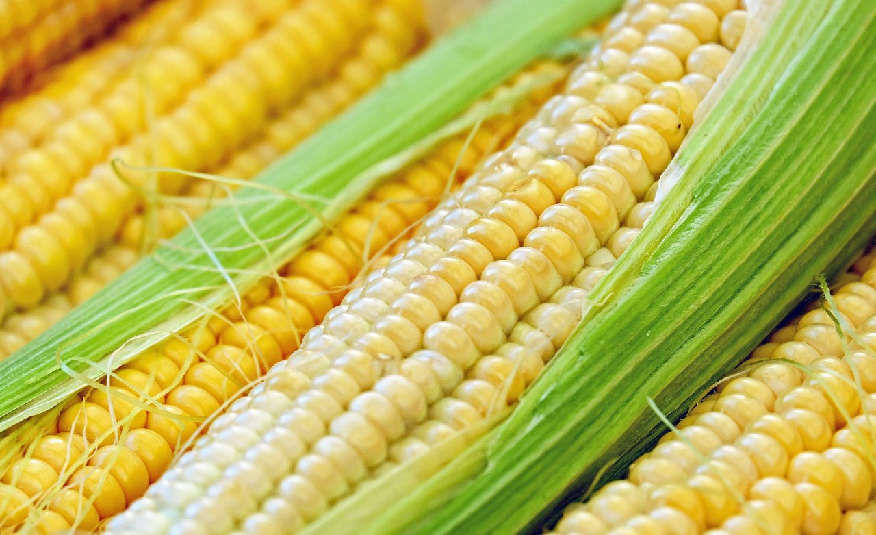 Астраханцам посоветовали заготовить кукурузу на зиму