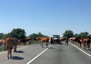 По одному из районов Астраханской области разъезжала машина с подозрительными коровами