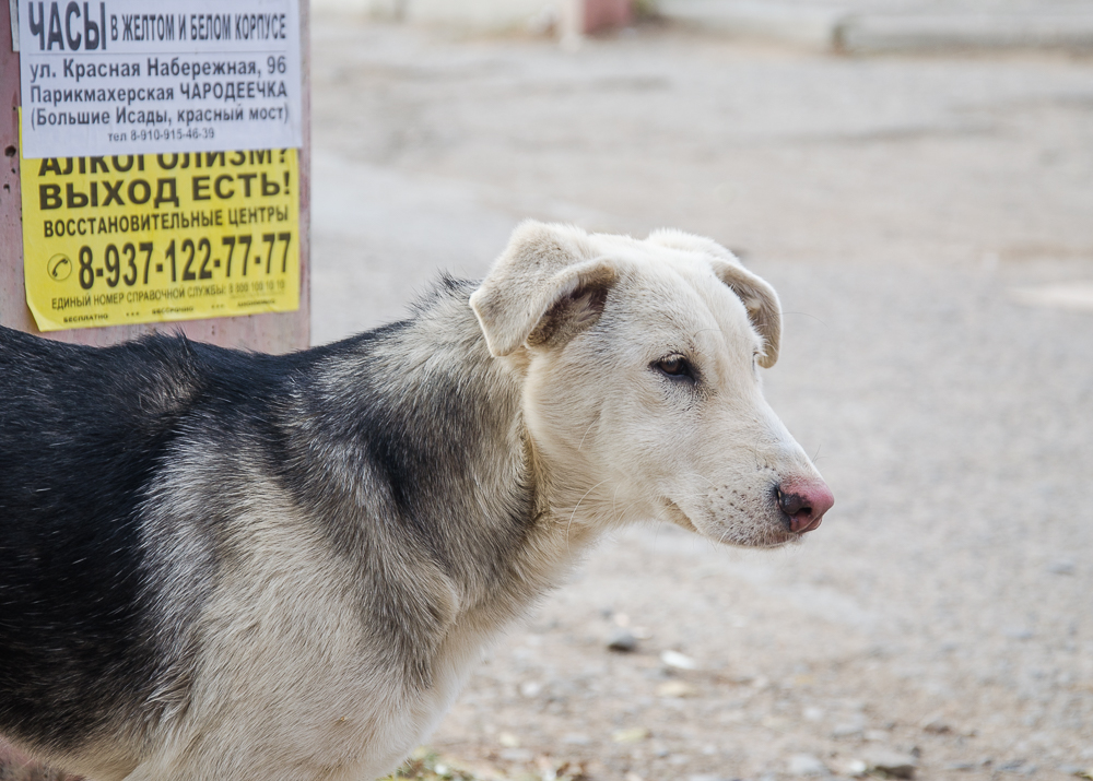 Астраханским чиновникам придется заняться поголовным подсчетом собак