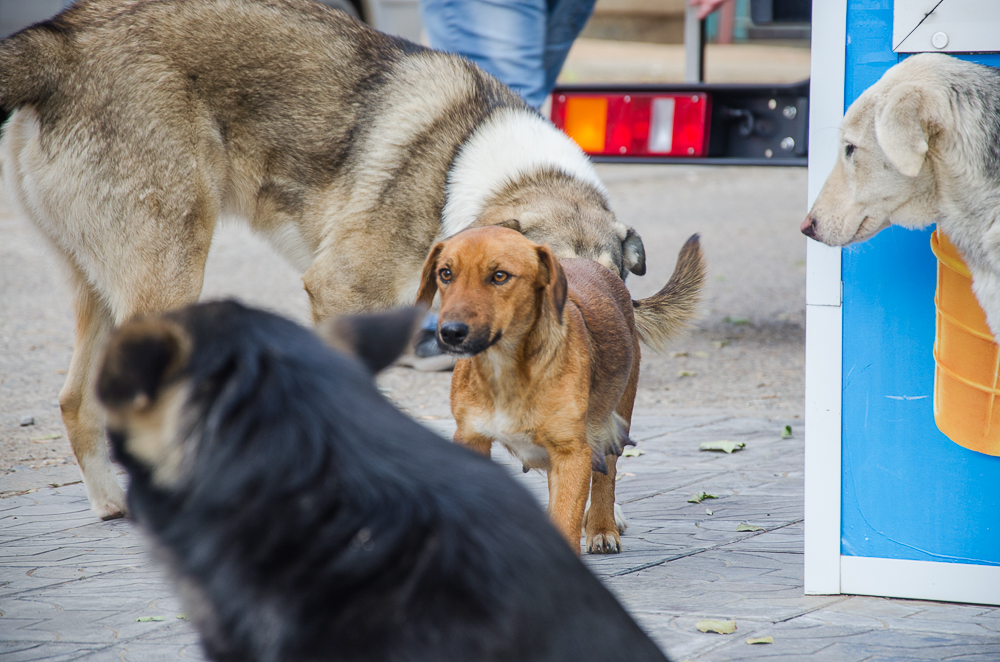 Стая собак напала на астраханку, защищая многочисленных щенков