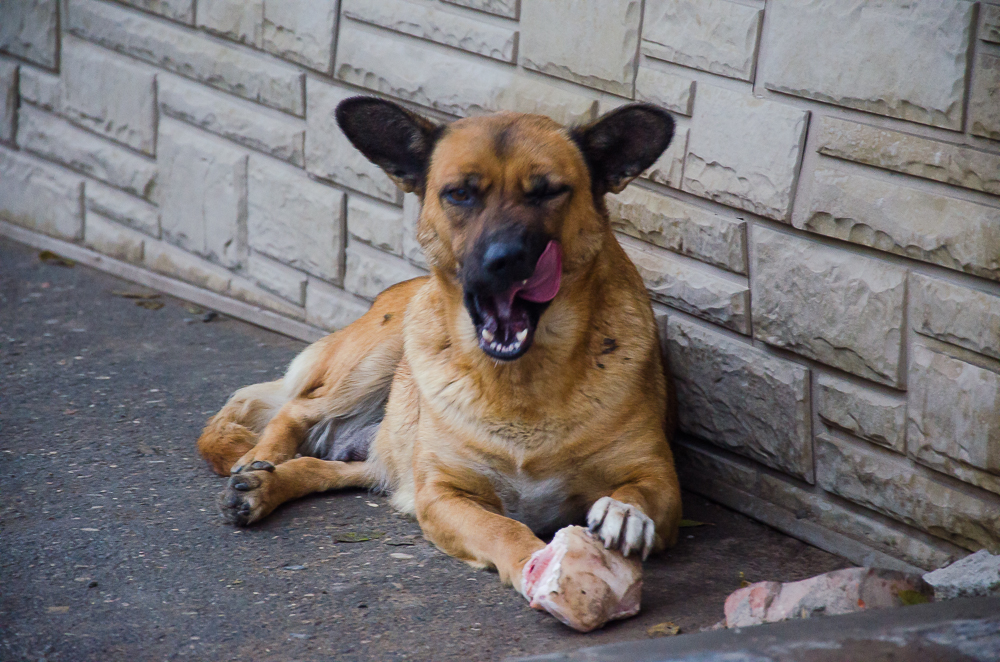 В Астрахани собаки пытаются отбирать еду у посетителей кафе