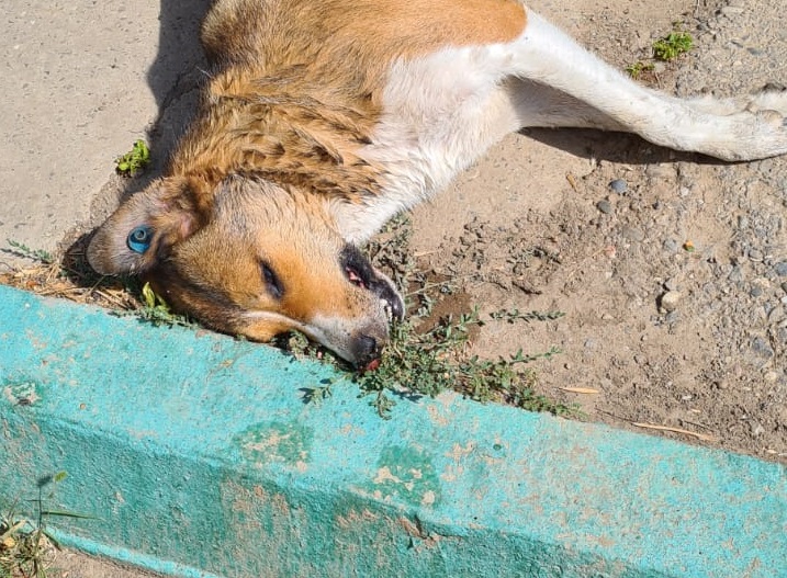 В Астрахани ночью снова травили чипированных собак