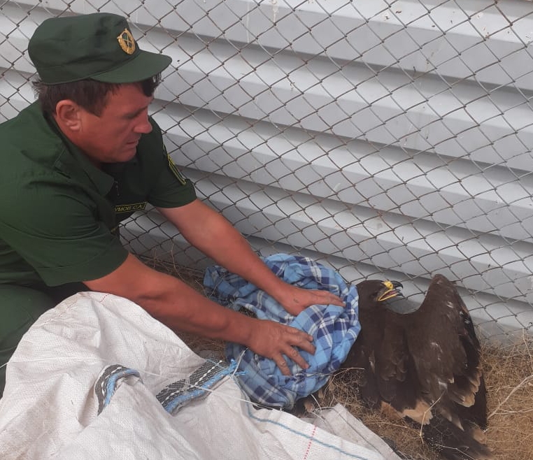 Птенца редкого орла спасли в Астраханской области