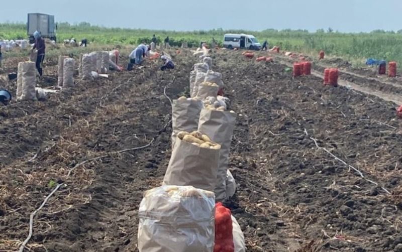 Астраханский фермер поставляет картофель… в Белоруссию