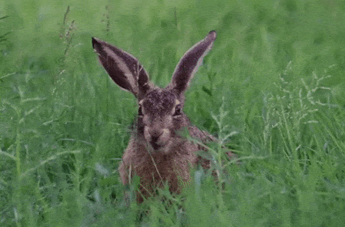 Заяц три минуты весело жует траву на видео из астраханского заповедника