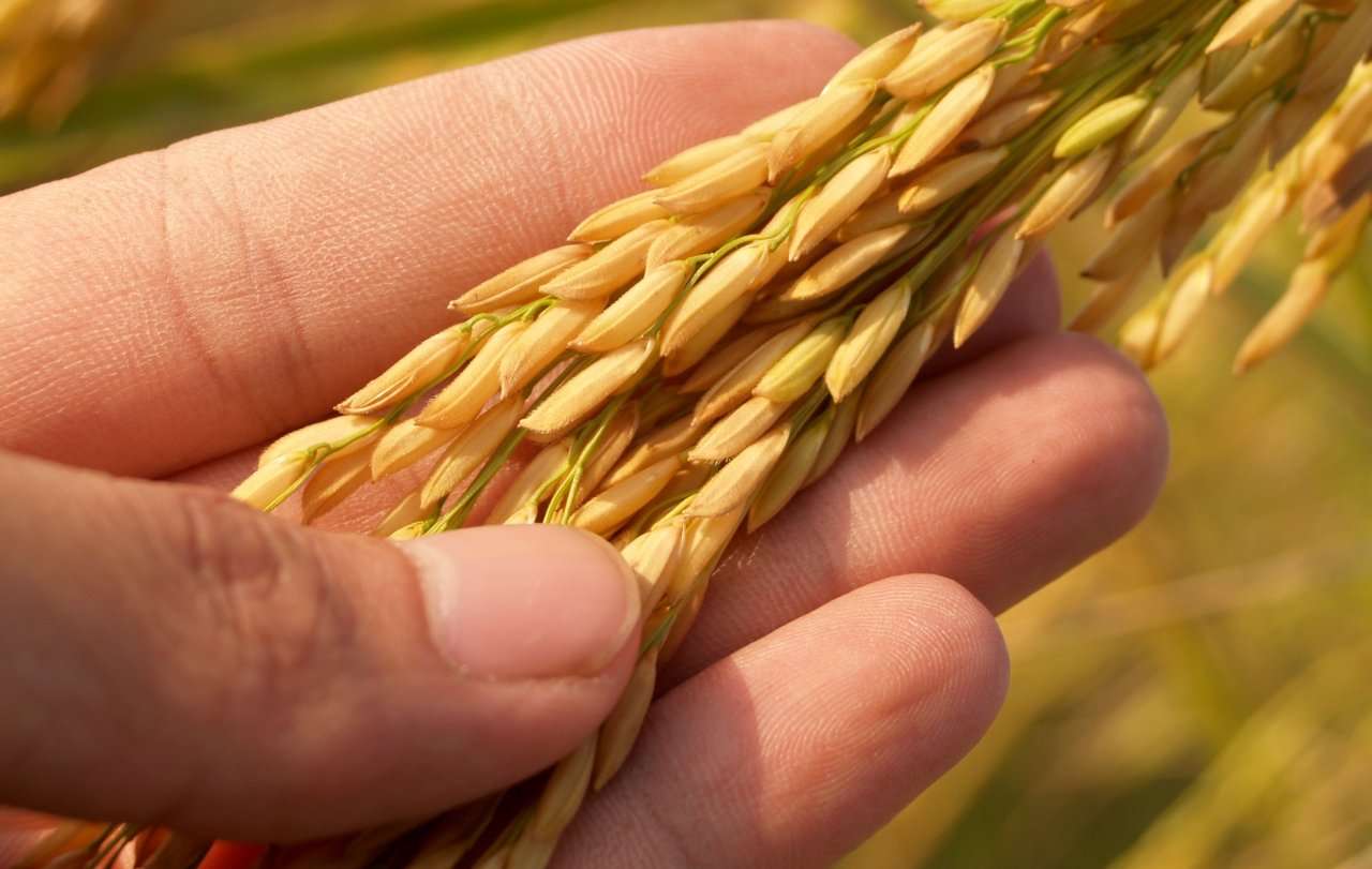 Выращивание риса привлекает в Астраханскую область миллиарды рублей