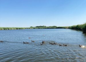 В Астраханской области 400 уток отпустили самих бороться за свою жизнь