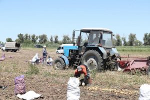 Овощ из Астраханской области поставляют в рестораны и супермаркеты других стран