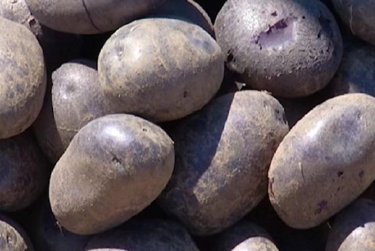 Под Астраханью начали выращивать фиолетовый картофель