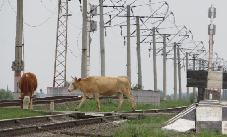 В Астраханской области поезда более 30 раз сталкивались с бродячим скотом