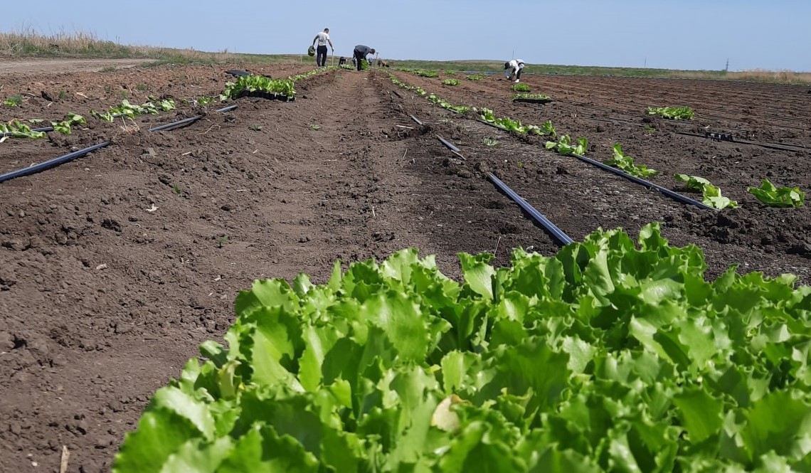 Овощное хозяйство под Астраханью продали крупнейшему холдингу