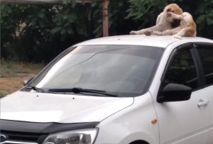 В Астрахани бродячая собака разлеглась на крыше легковушки