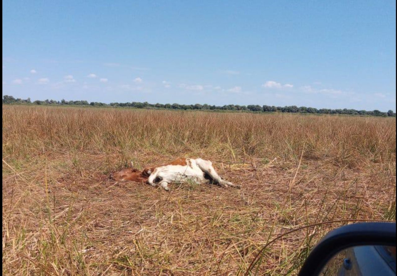 Трупы коров обнаружены в одном из районов Астраханской области