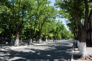 В Астрахани массово высадили деревья и кустарники
