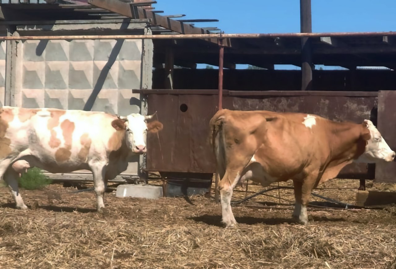 Бродячих коров из Приволжского района отправили на штрафстоянку