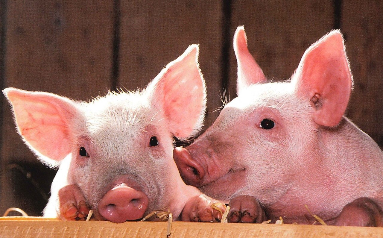 Астраханцам объяснили, как правильно содержать свиней