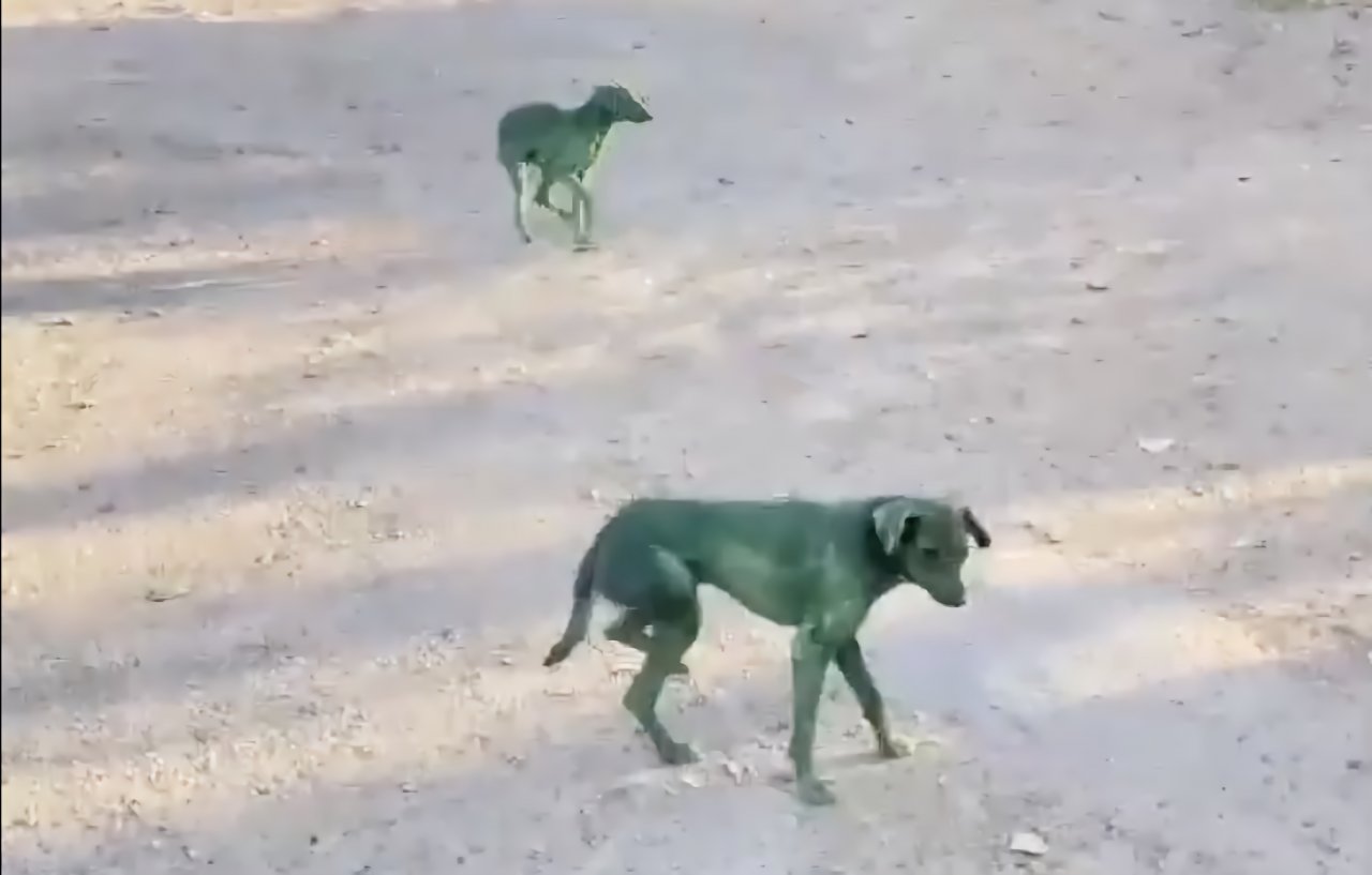 На улицах Астрахани появились зеленые бродячие собаки