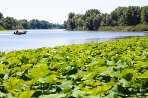 Какой очень редкой рыбы в этом году появилось на свет много в Астраханской области